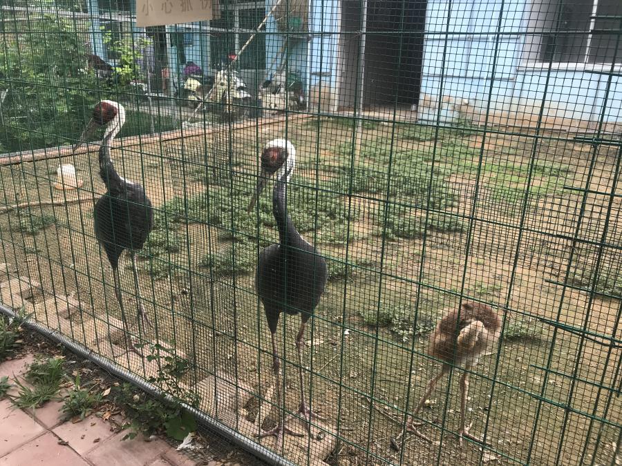 天鵝湖風(fēng)景區(qū)（泰山）速覽！(圖6)