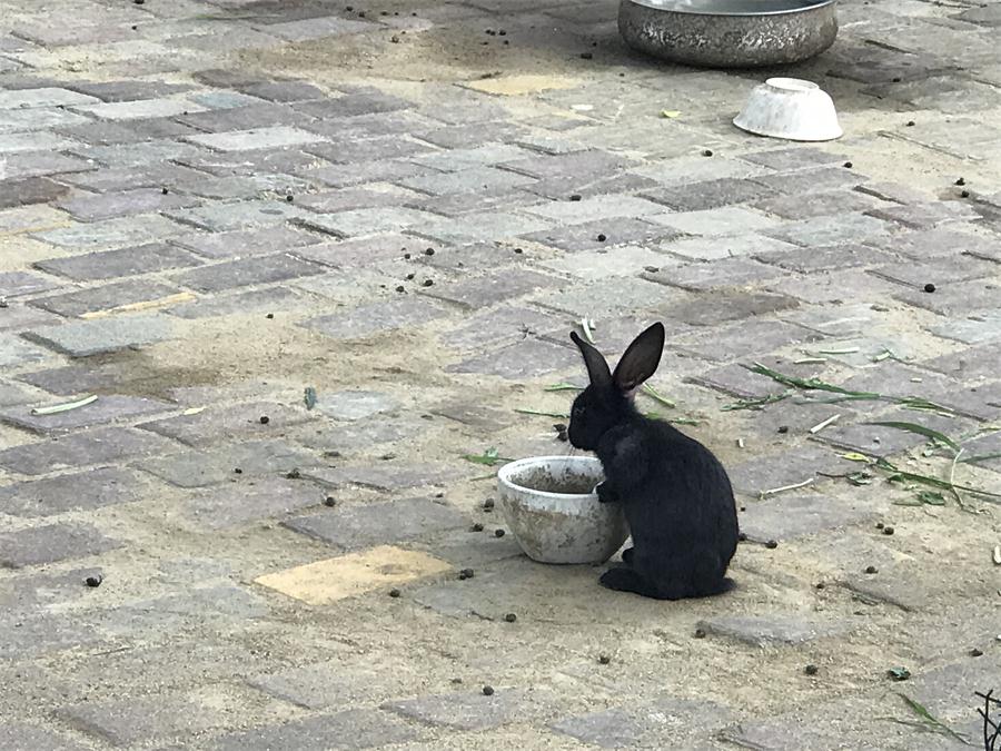 天鵝湖風(fēng)景區(qū)（泰山）速覽！(圖7)