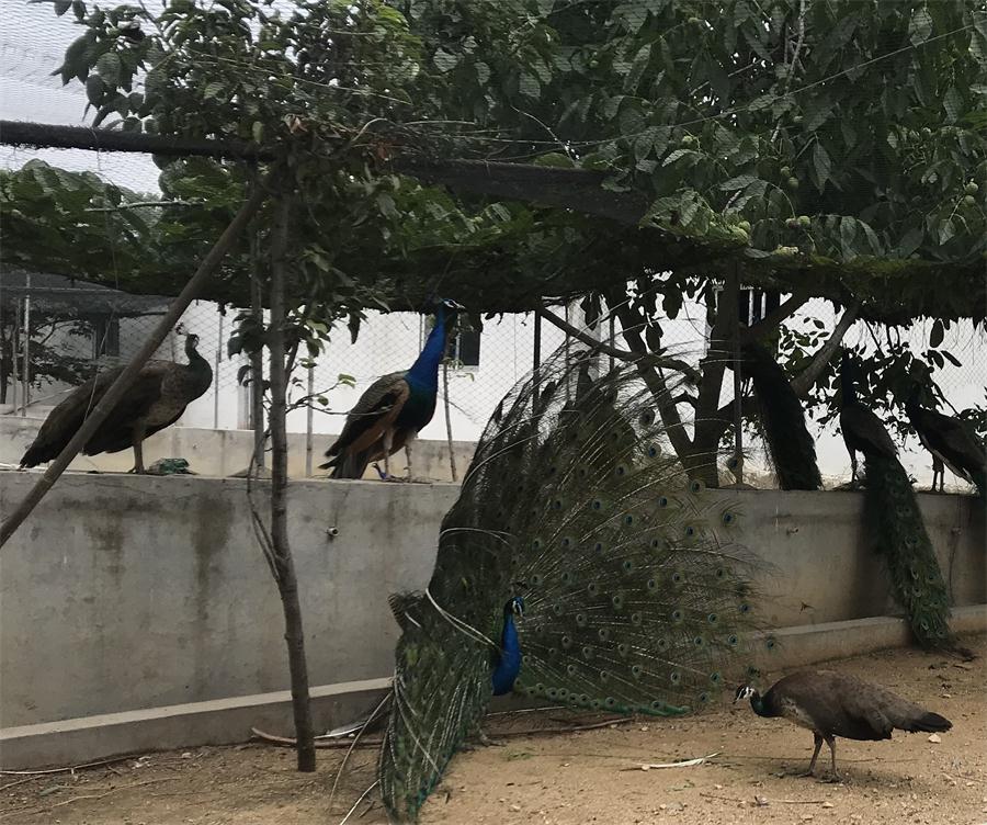 天鵝湖風(fēng)景區(qū)（泰山）速覽！(圖11)