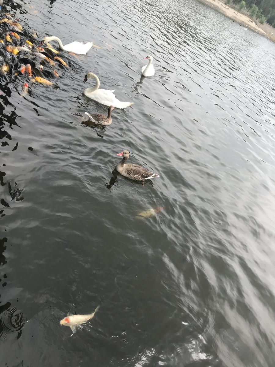 天鵝湖風(fēng)景區(qū)（泰山）速覽！(圖17)