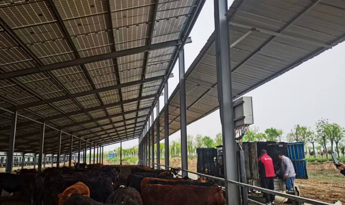 信橋鋼構(gòu)：打卡蒙陰農(nóng)業(yè)溫室大棚、青州黑牛養(yǎng)殖基地！(圖4)